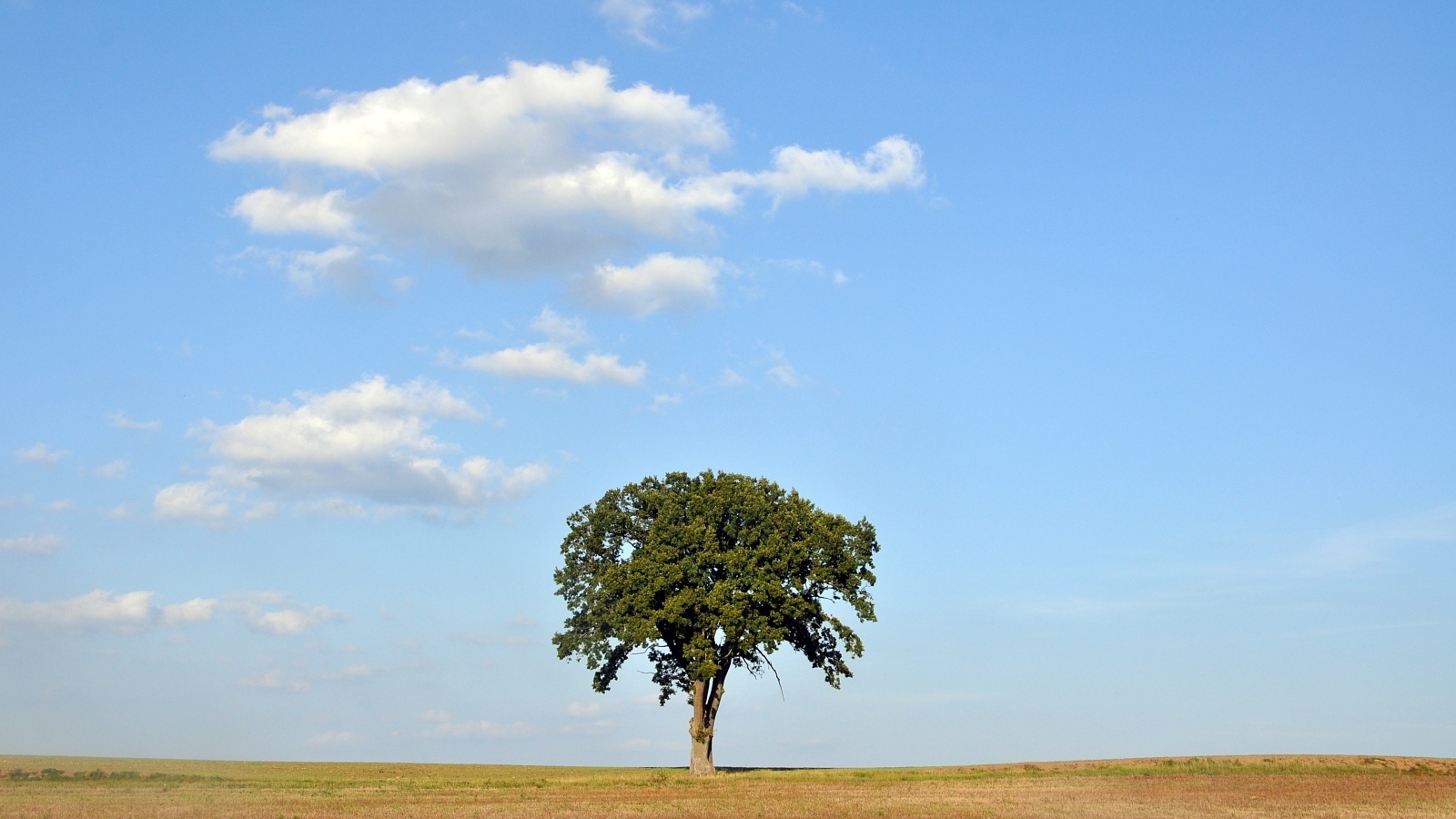 Одинокое зеленое дерево на поле