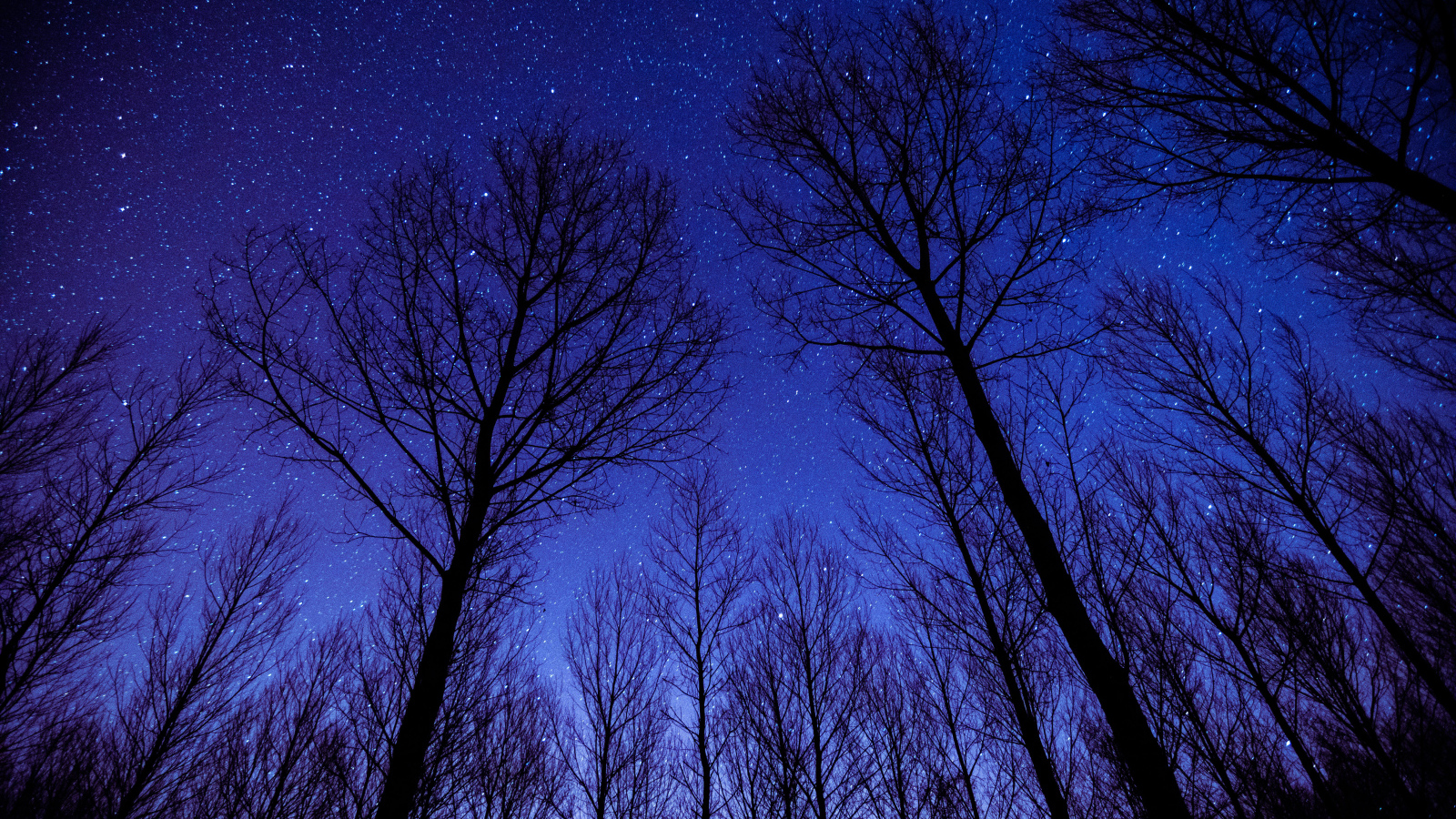 Кроны деревьев на фоне ночного неба