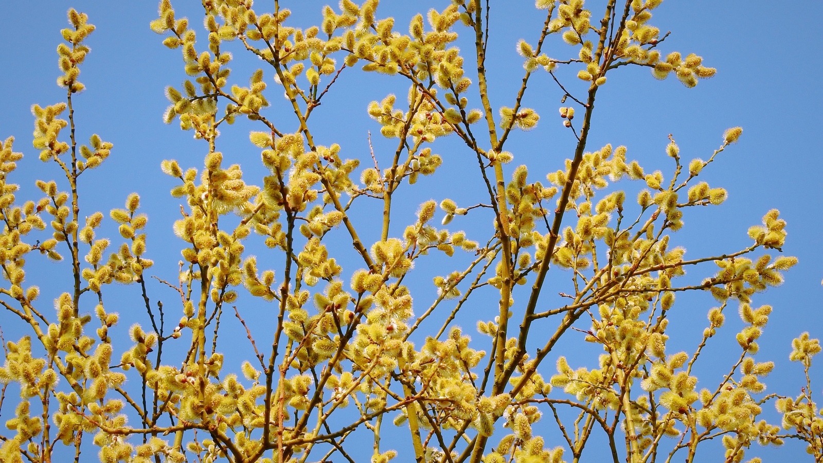 Желтые ветки вербы на фоне голубого неба