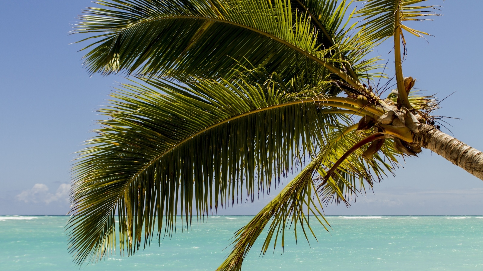 Большие зеленые листья пальмы у океана