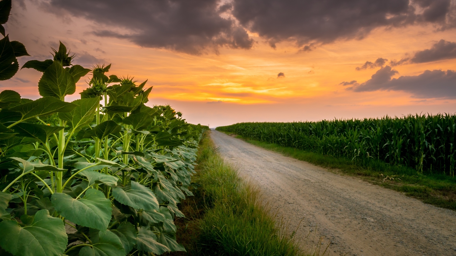 Рассвет над полем летом