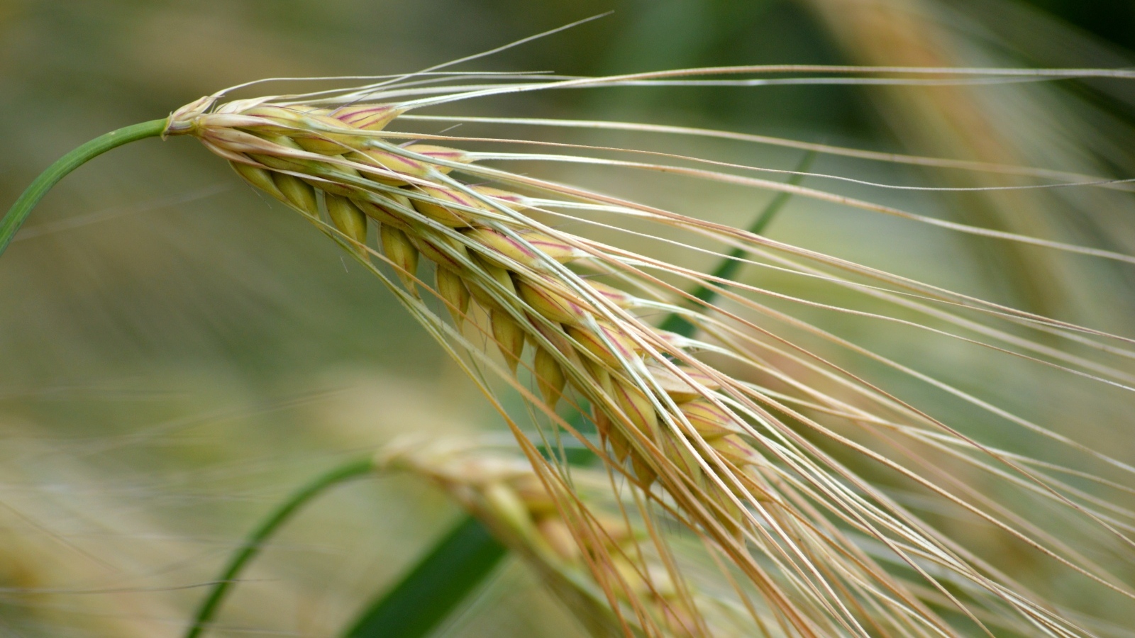 Большой колос пшеницы крупным планом