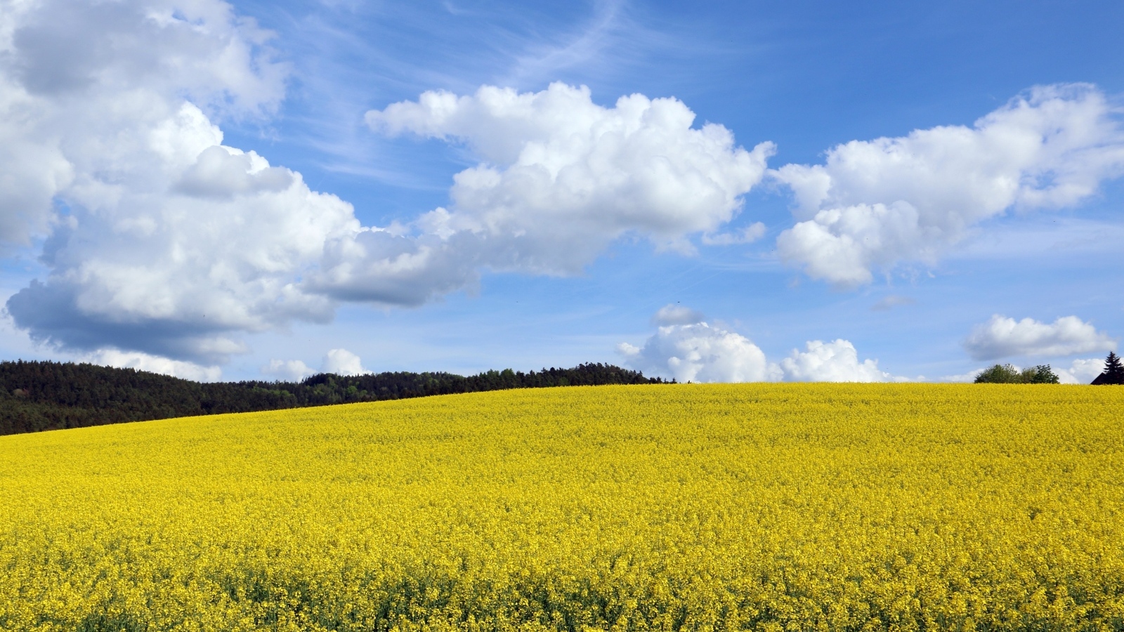 Желтое  рапсовое поле под небом с белыми облаками