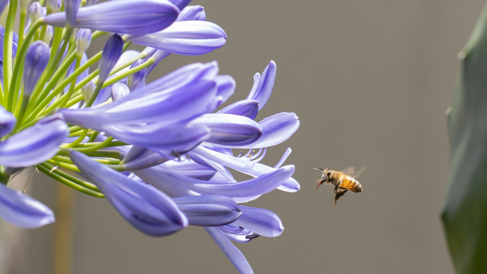 Пчела летит к цветам африканской лилии 