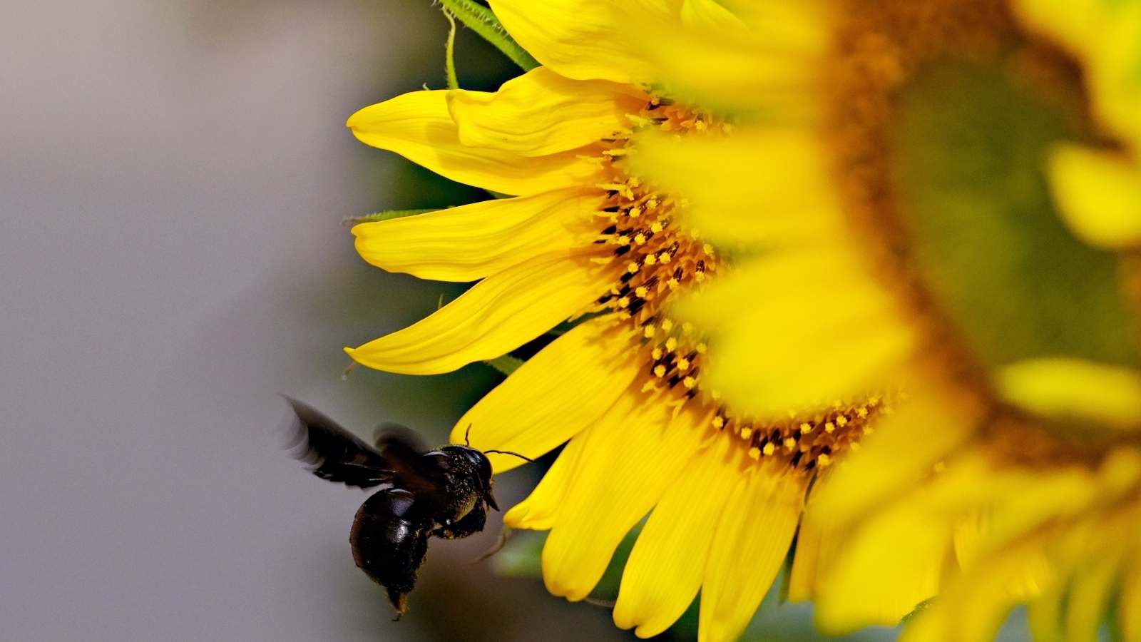 Пчела летит к желтым цветам подсолнуха