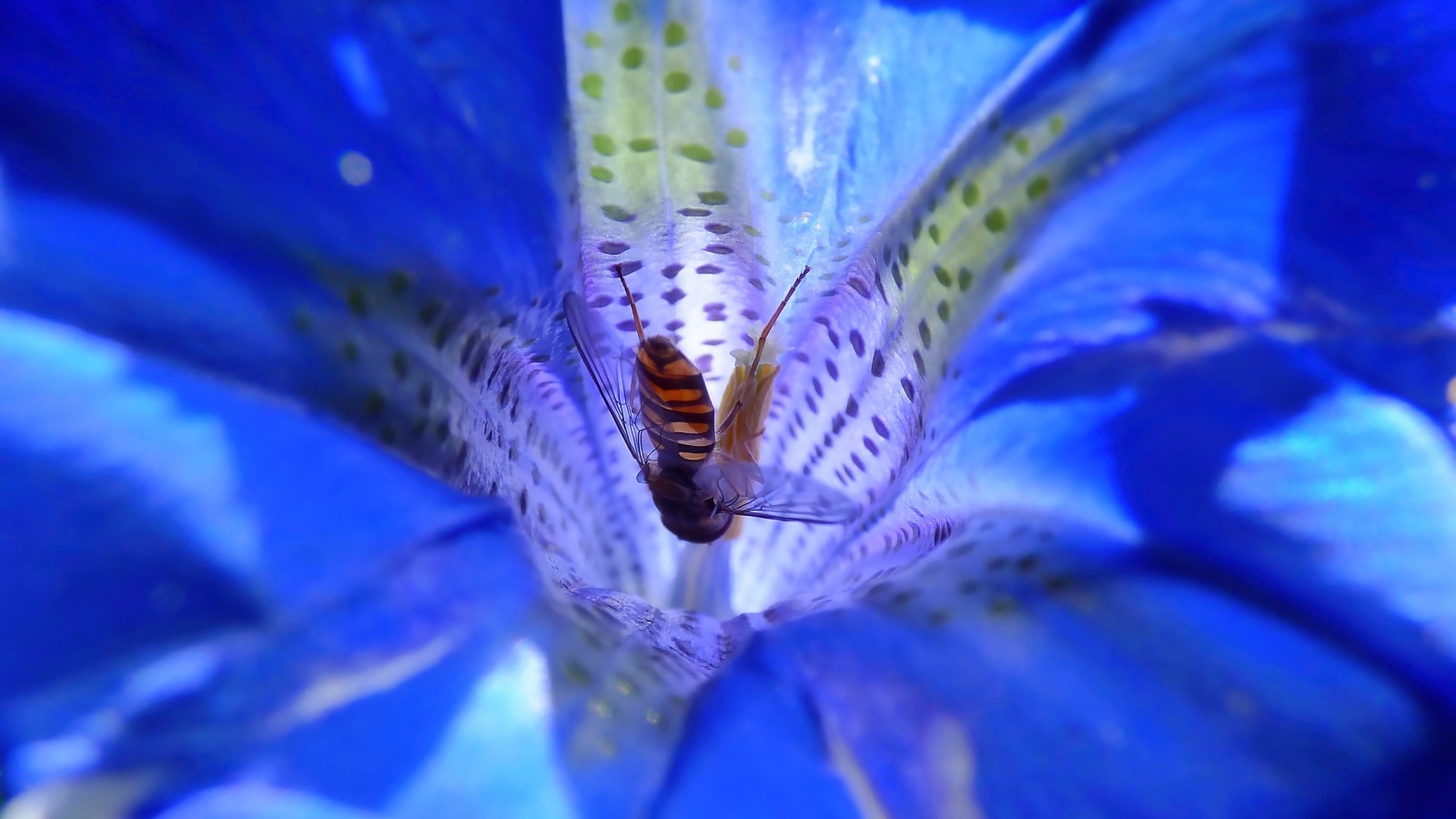 Пчела опыляет цветок горечавки