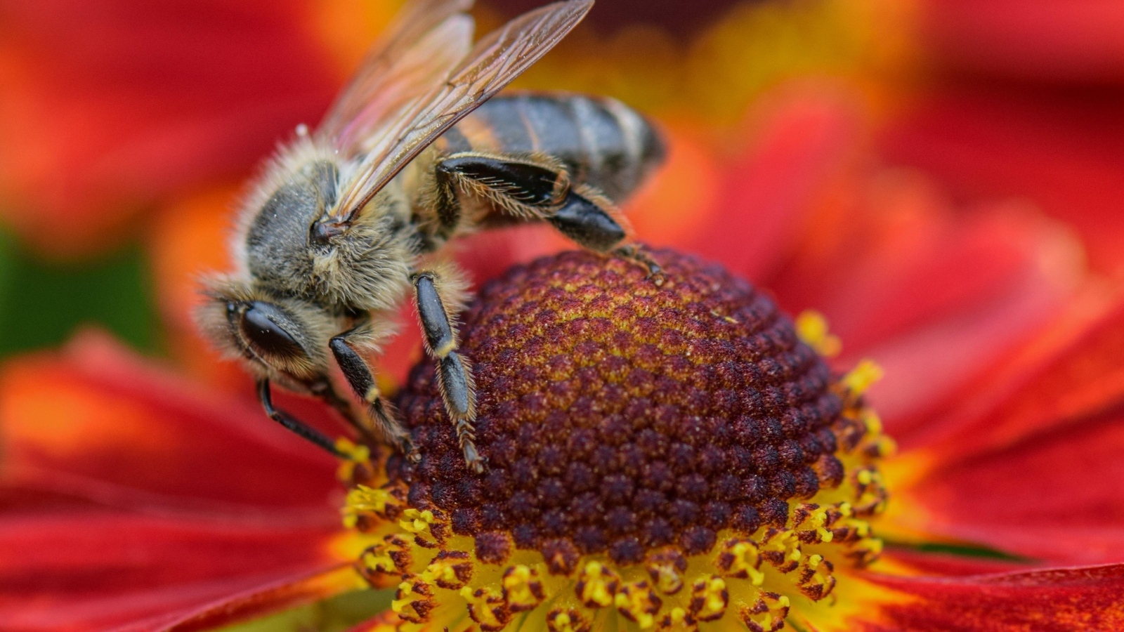 Пчела видит на красном цветке эхинацеи