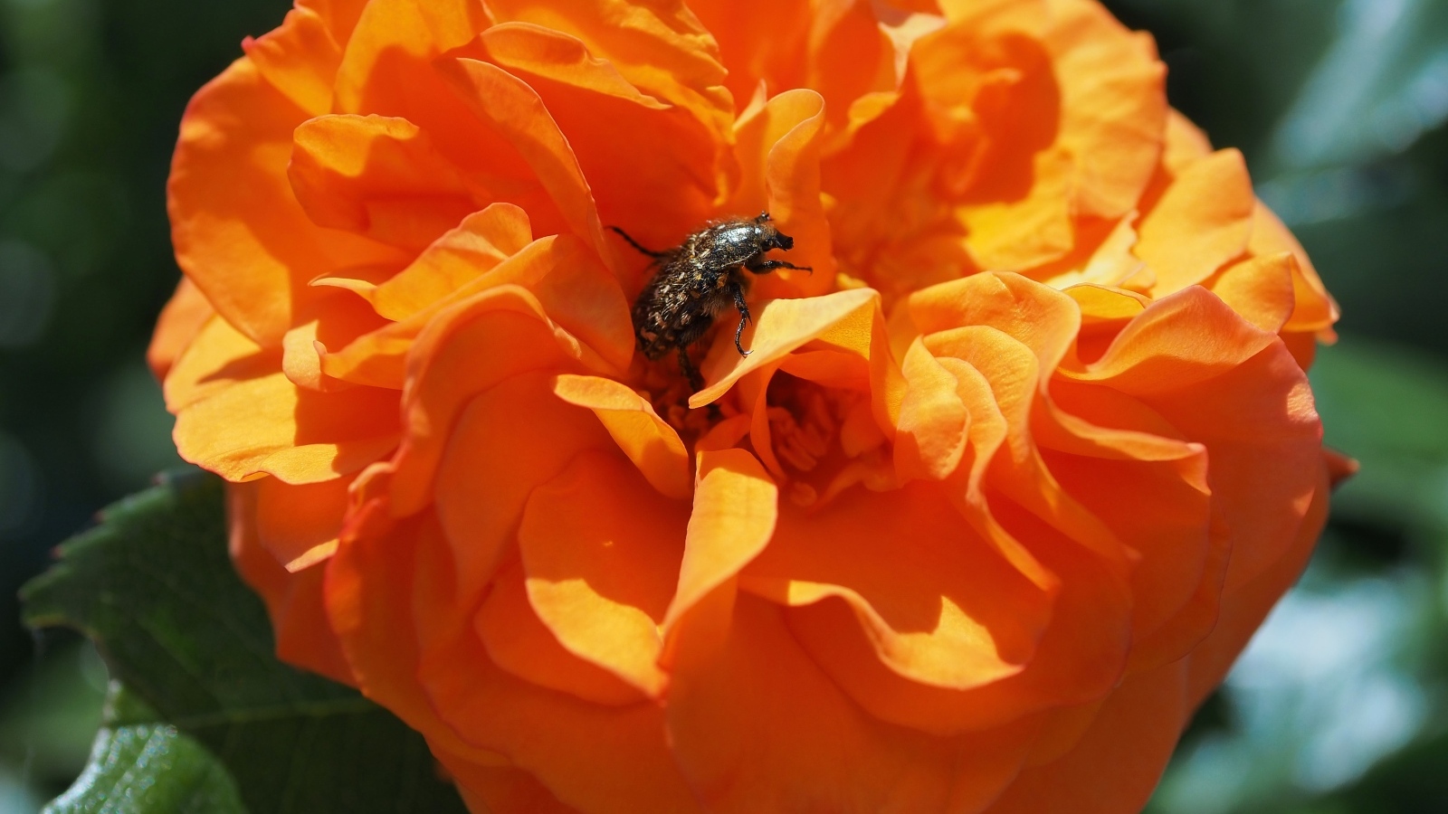 Жук сидит на красивом оранжевом цветке розы