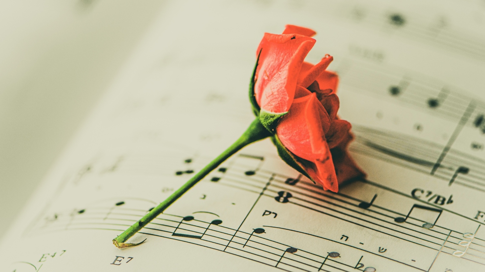 Сорванный цветок розы на нотной тетради