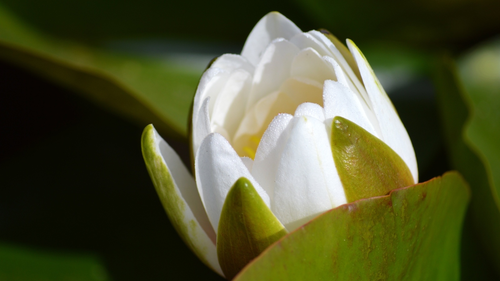 Белый бутон лотоса распускается в пруду