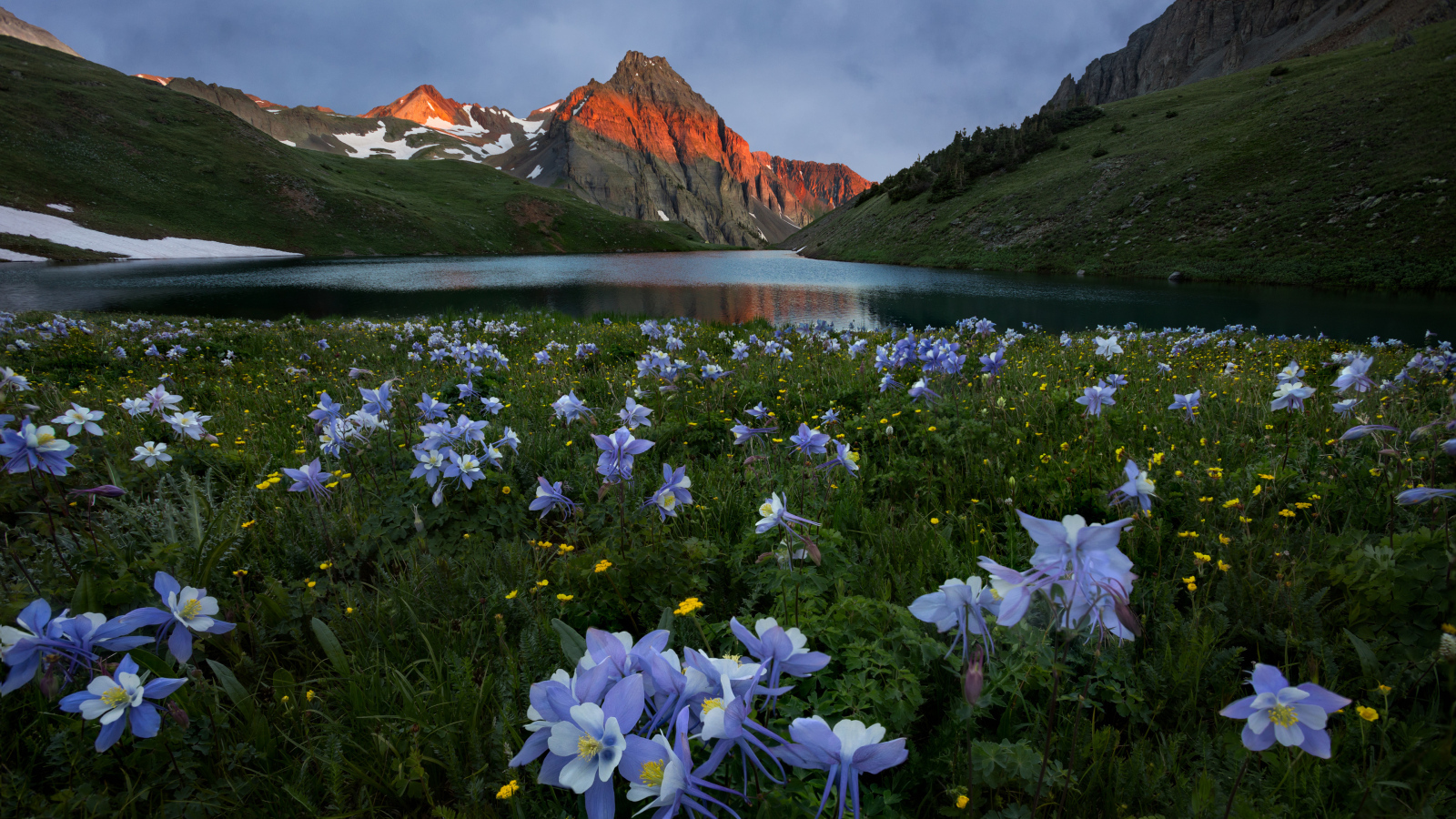 Красивые голубые цветы на фоне гор