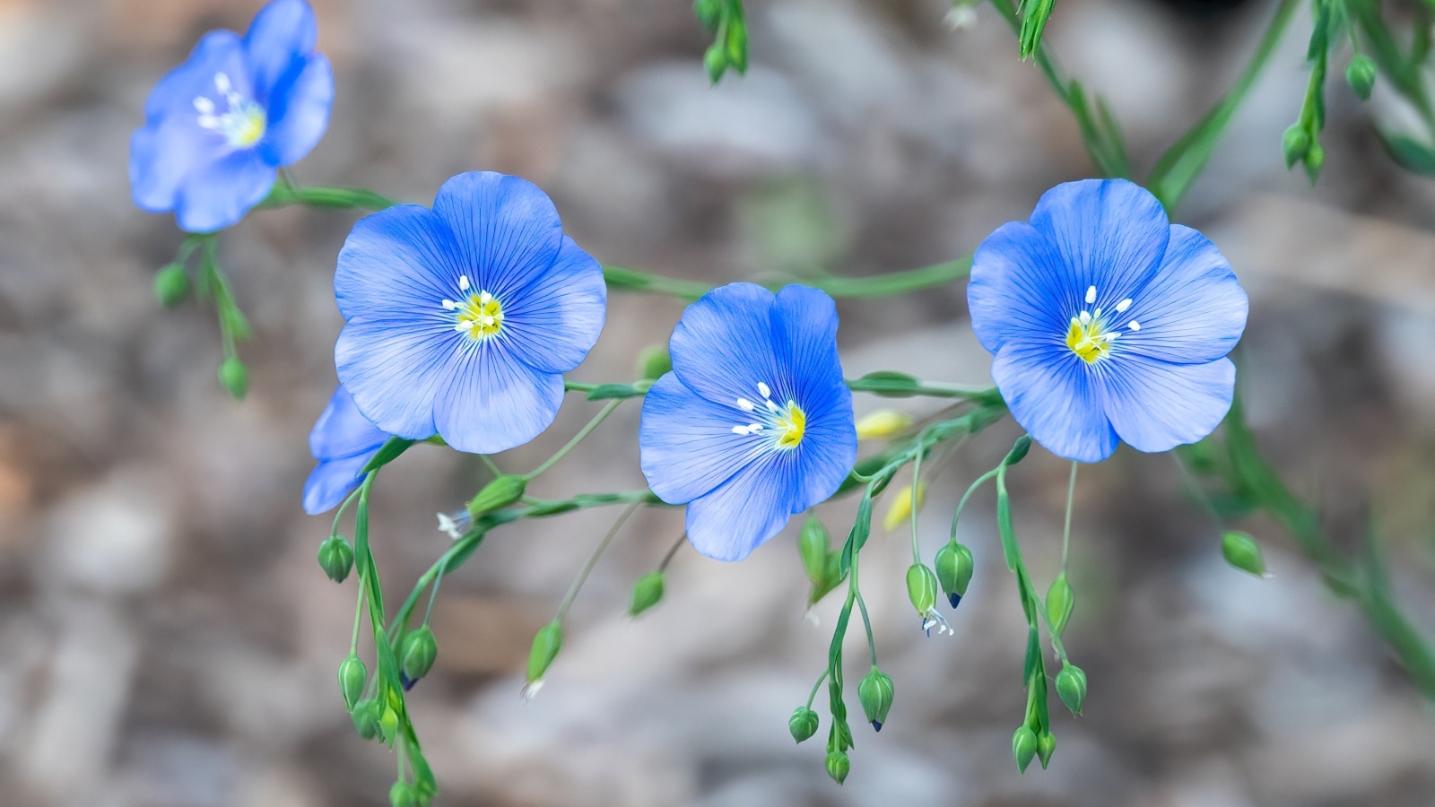 Красивые синие цветы незабудки вблизи