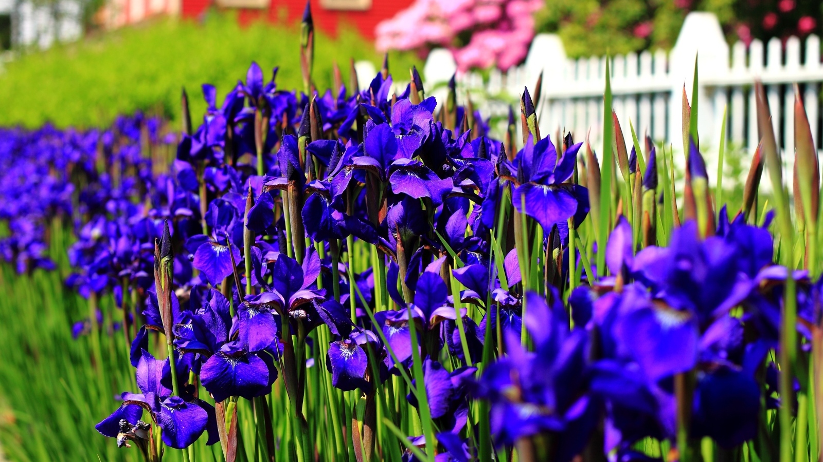 Красивые синие цветы ириса на клумбе