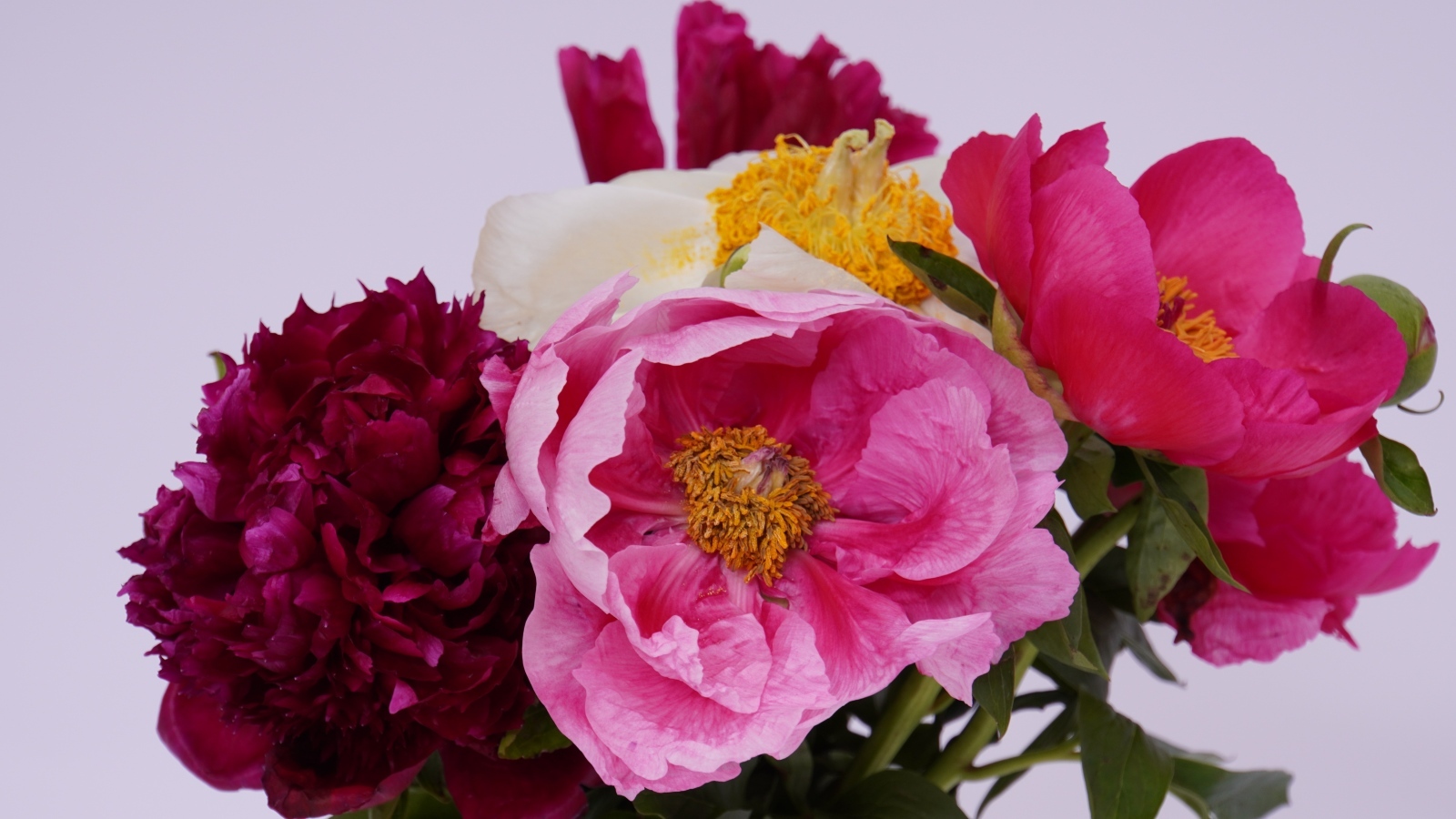 Красивый букет разноцветных пионов на сером фоне