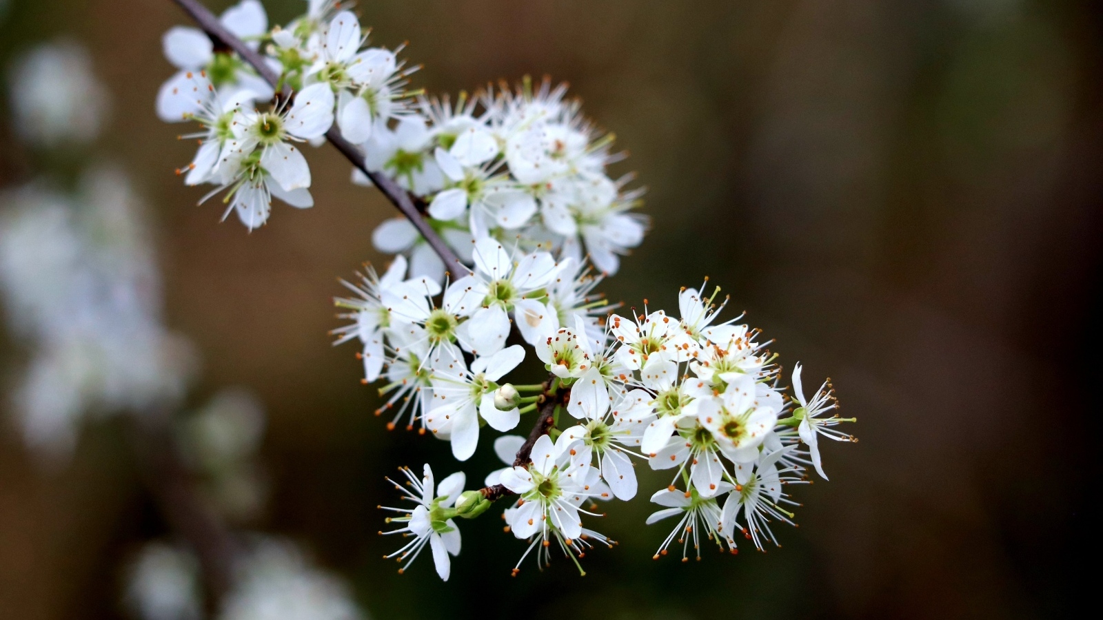 Красивая ветка с белыми цветами вишни на черном фоне весной
