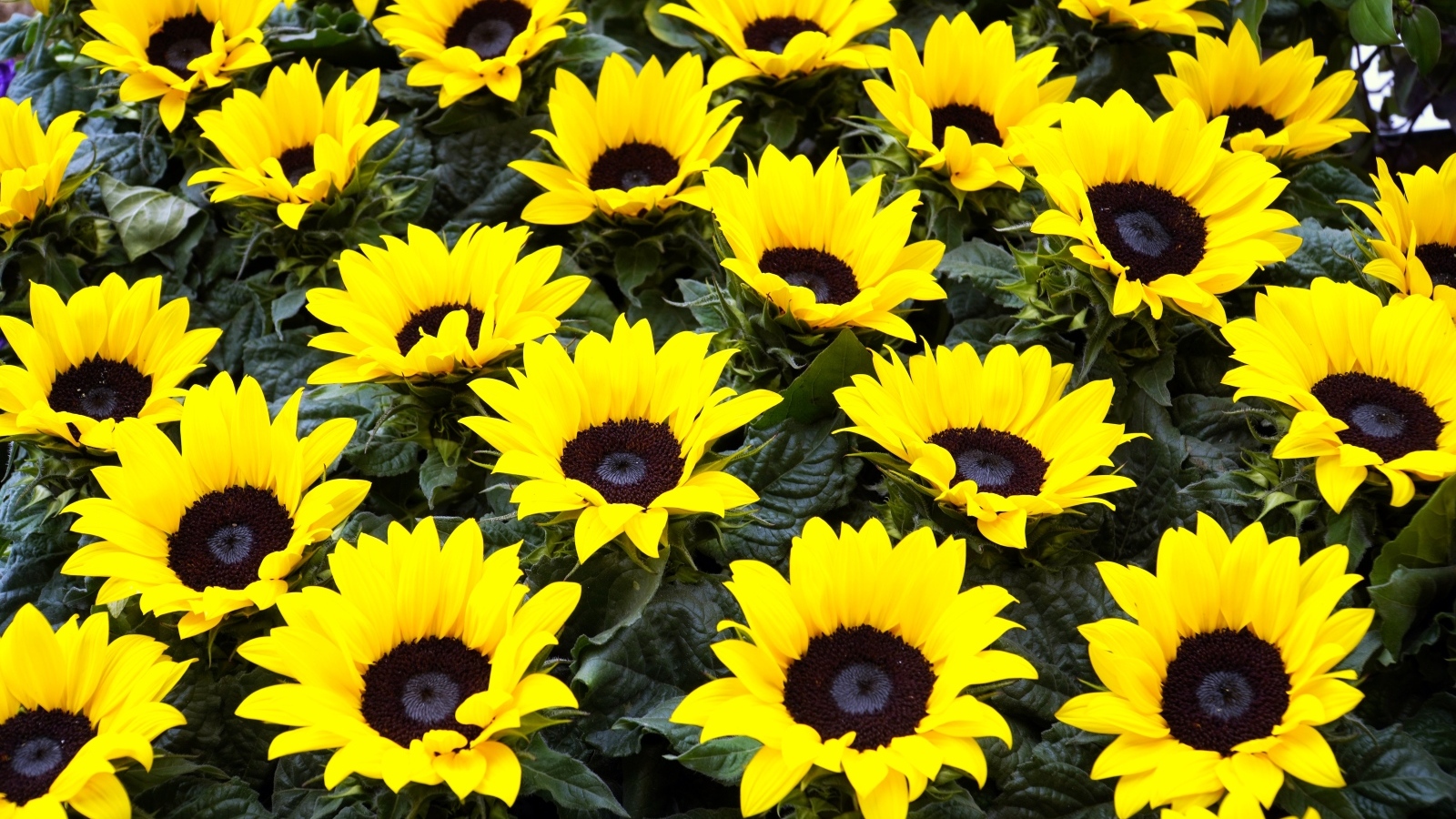 Красивые декоративные цветы подсолнухи