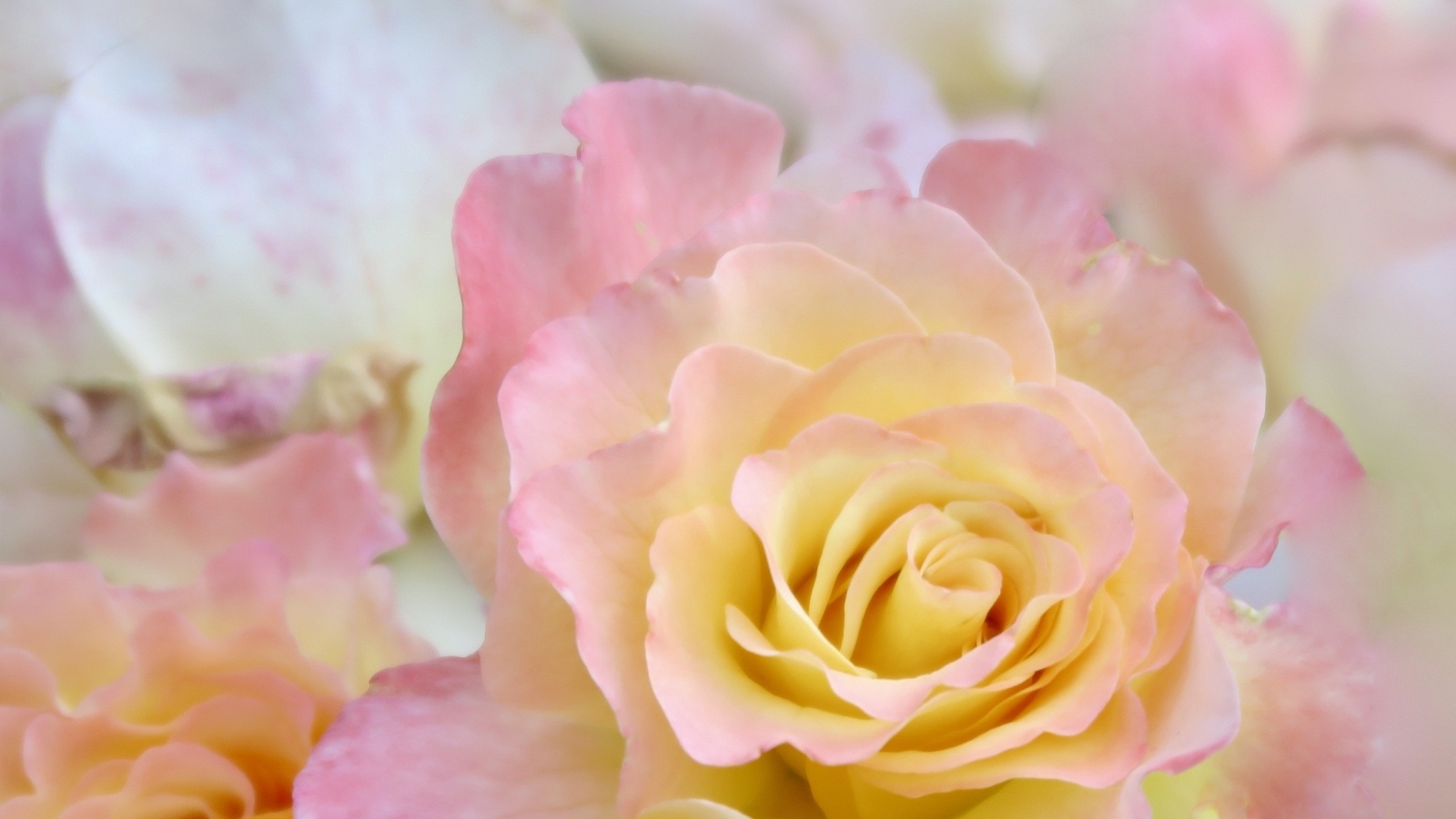 Красивая нежная розовая роза