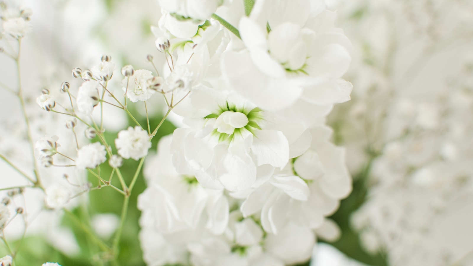 Красивый нежный белый цветок крупным планом