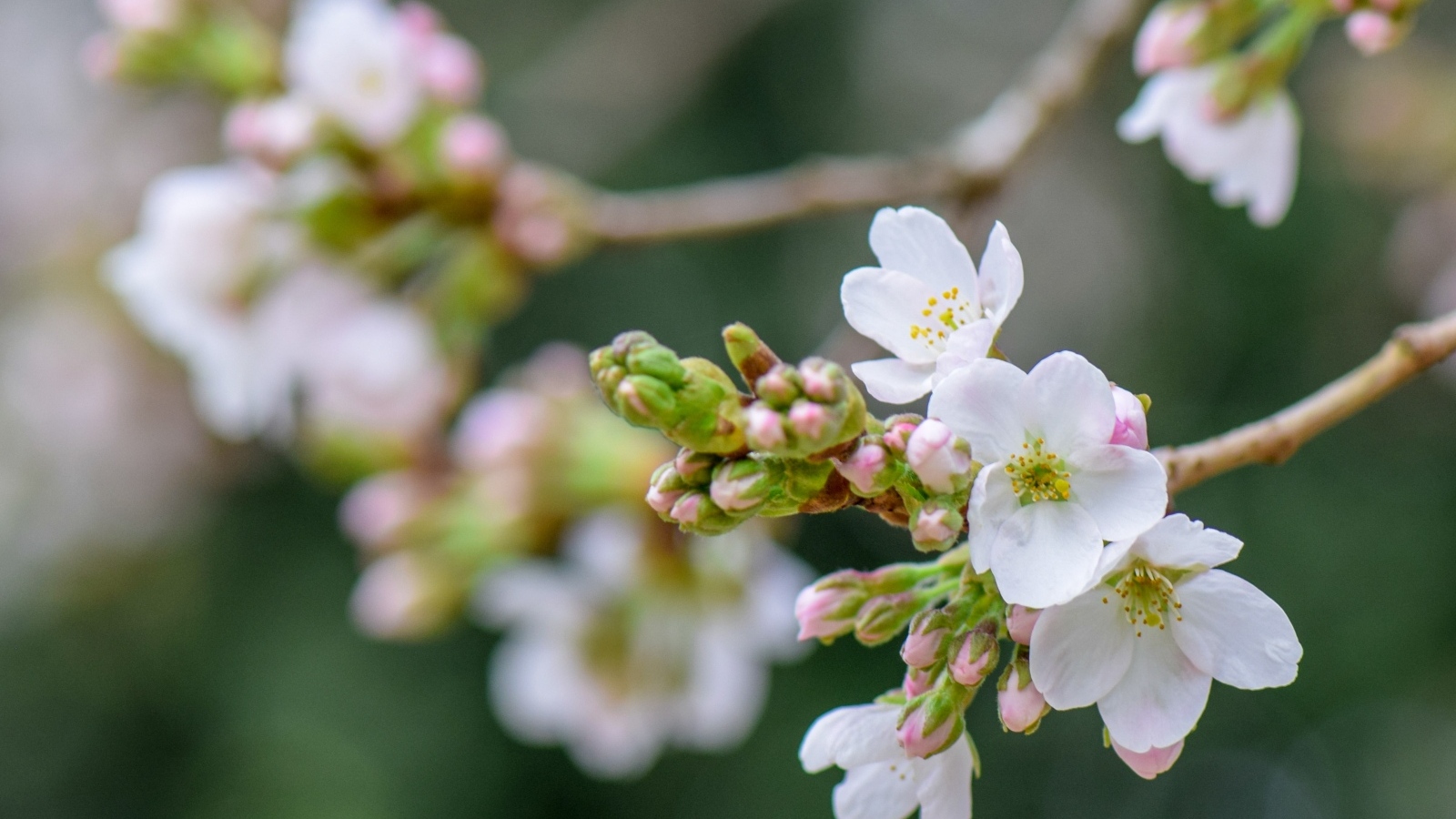 Красивые первые цветы на ветках яблони весной