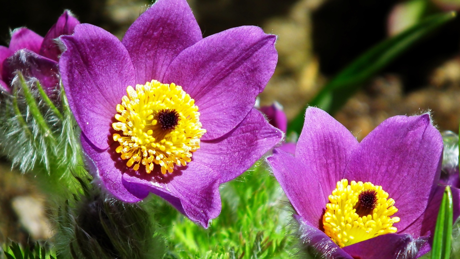 Красивые цветы прострел крупным планом