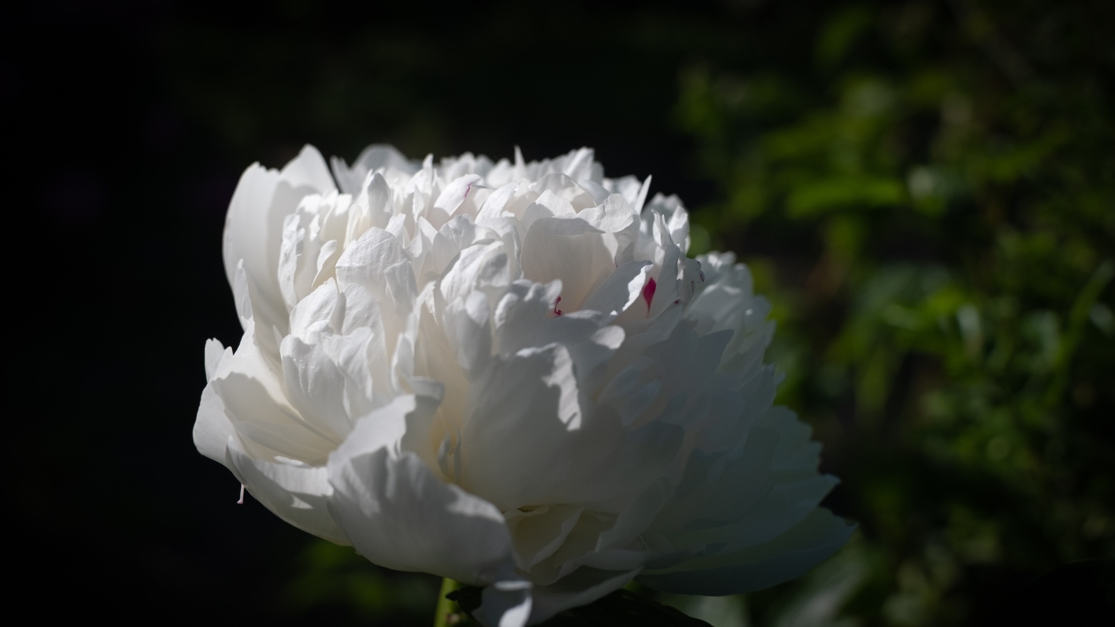 Красивый ароматный белый пион