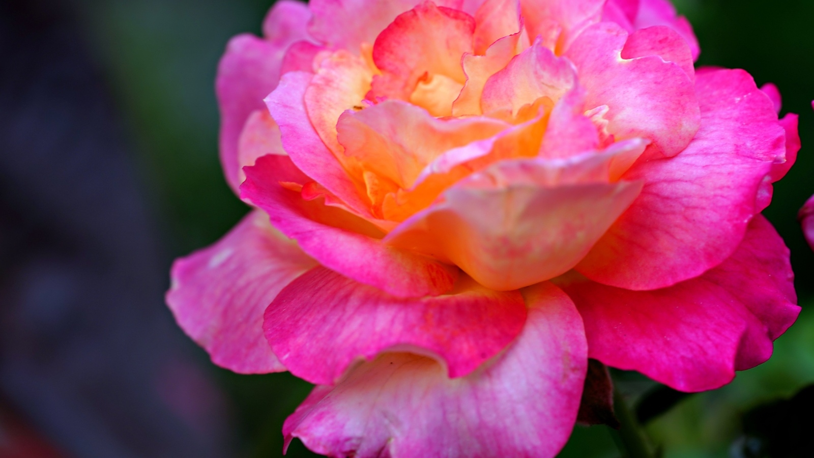 Красивая крупная розовая роза