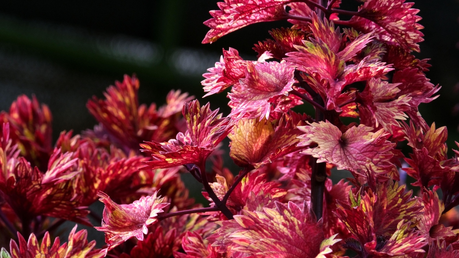 Красивые листья цветка колеус