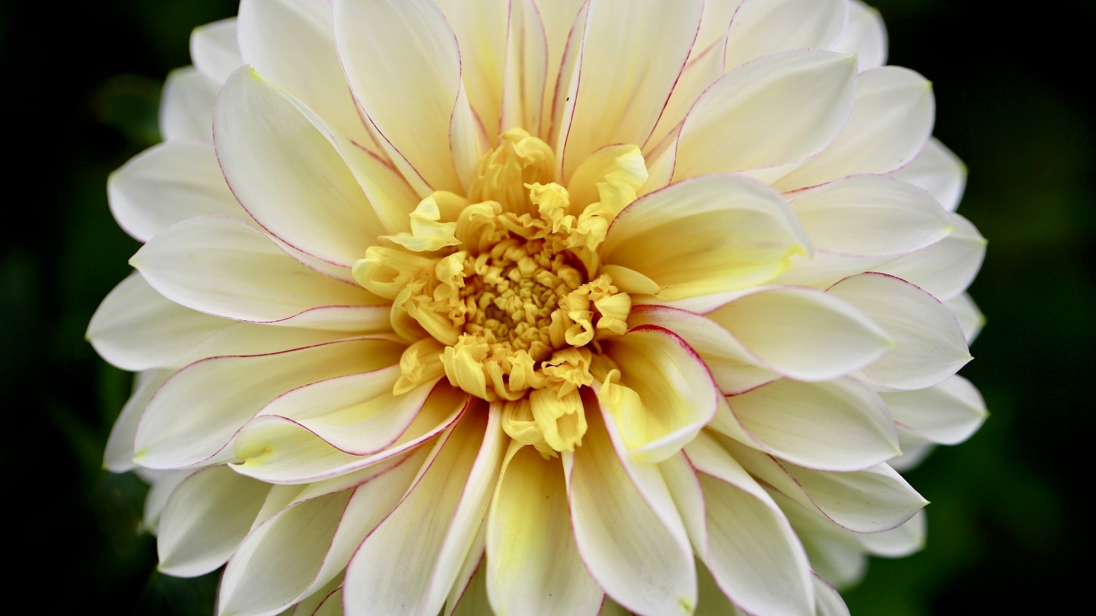 Красивый пышный цветок георгина крупным планом