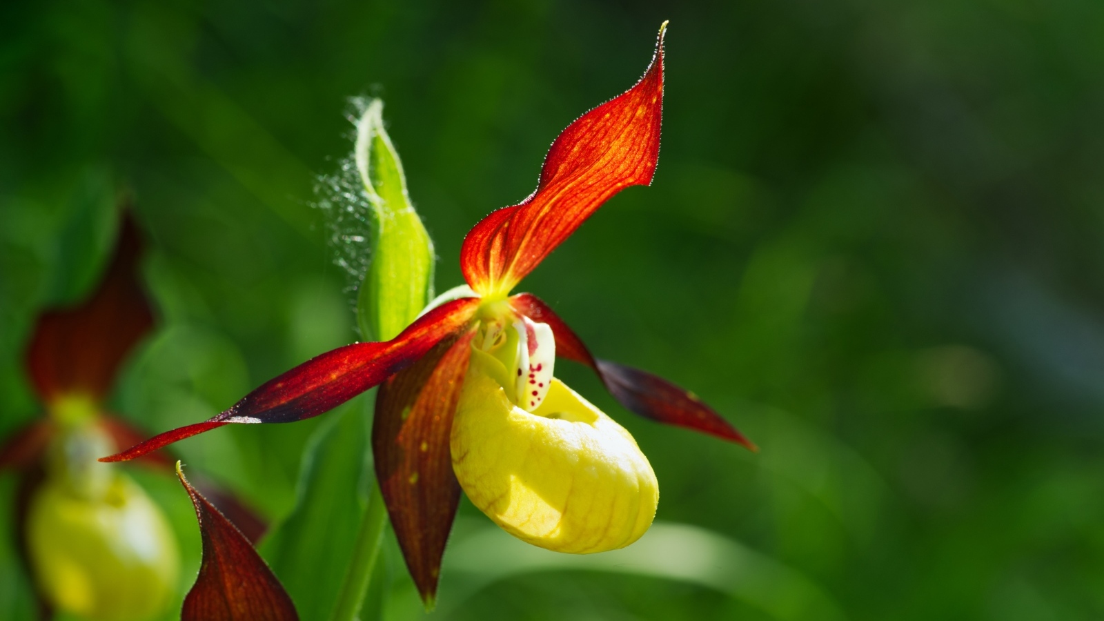 Красивый цветок оранжевой орхидеи на зеленом фоне