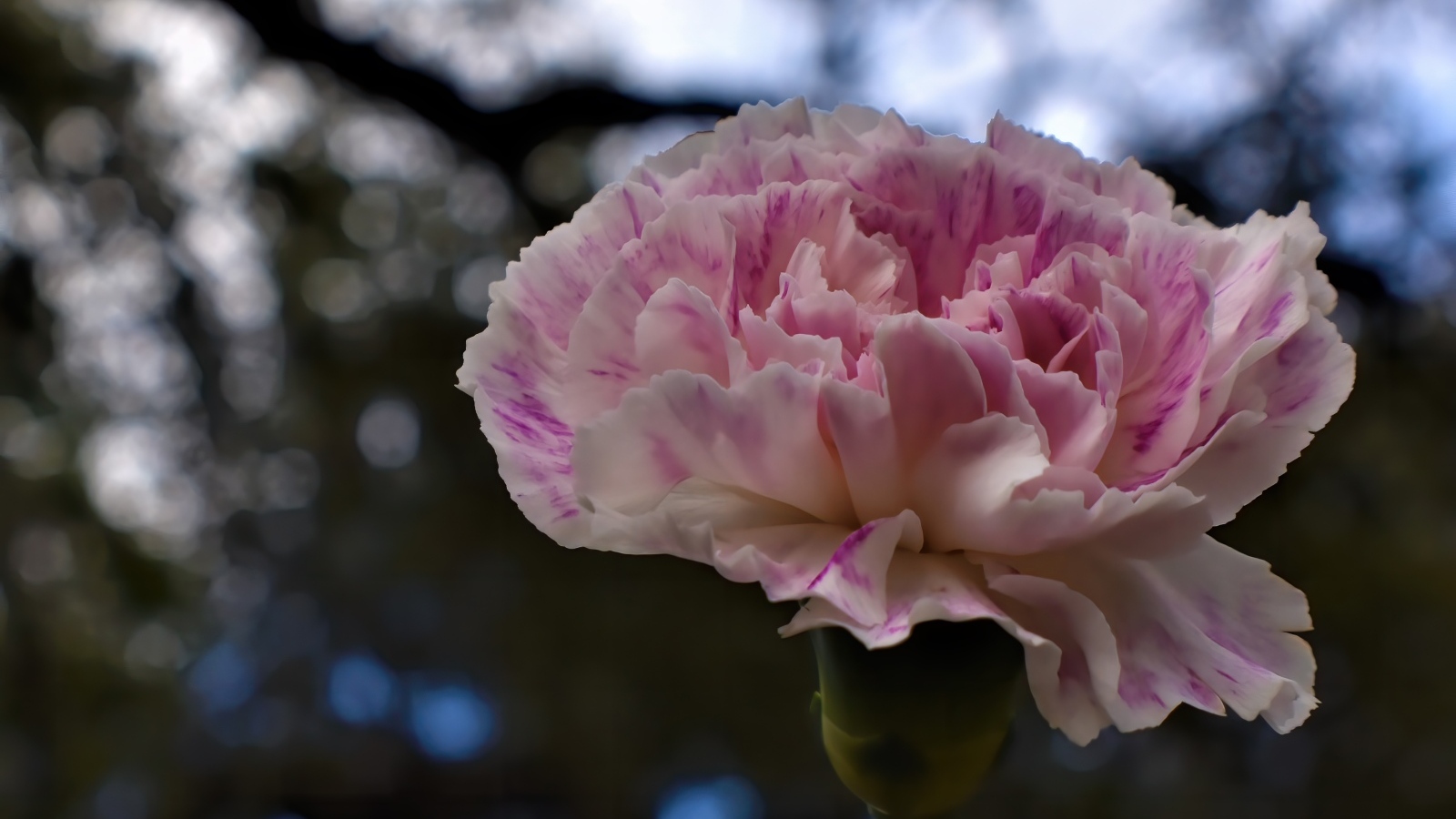 Красивая розовая гвоздика крупным планом