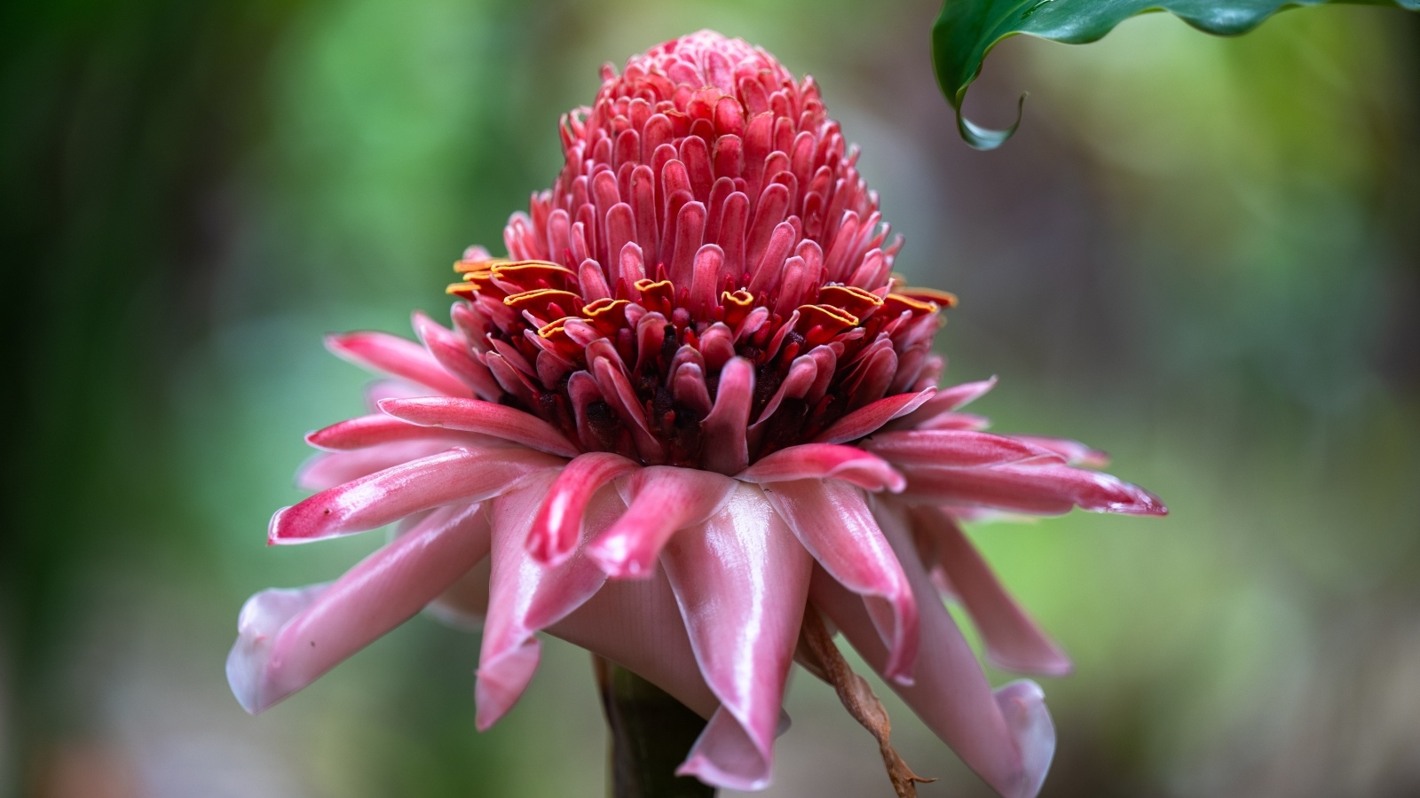 Красивый розовый цветок эхинацеи крупным планом