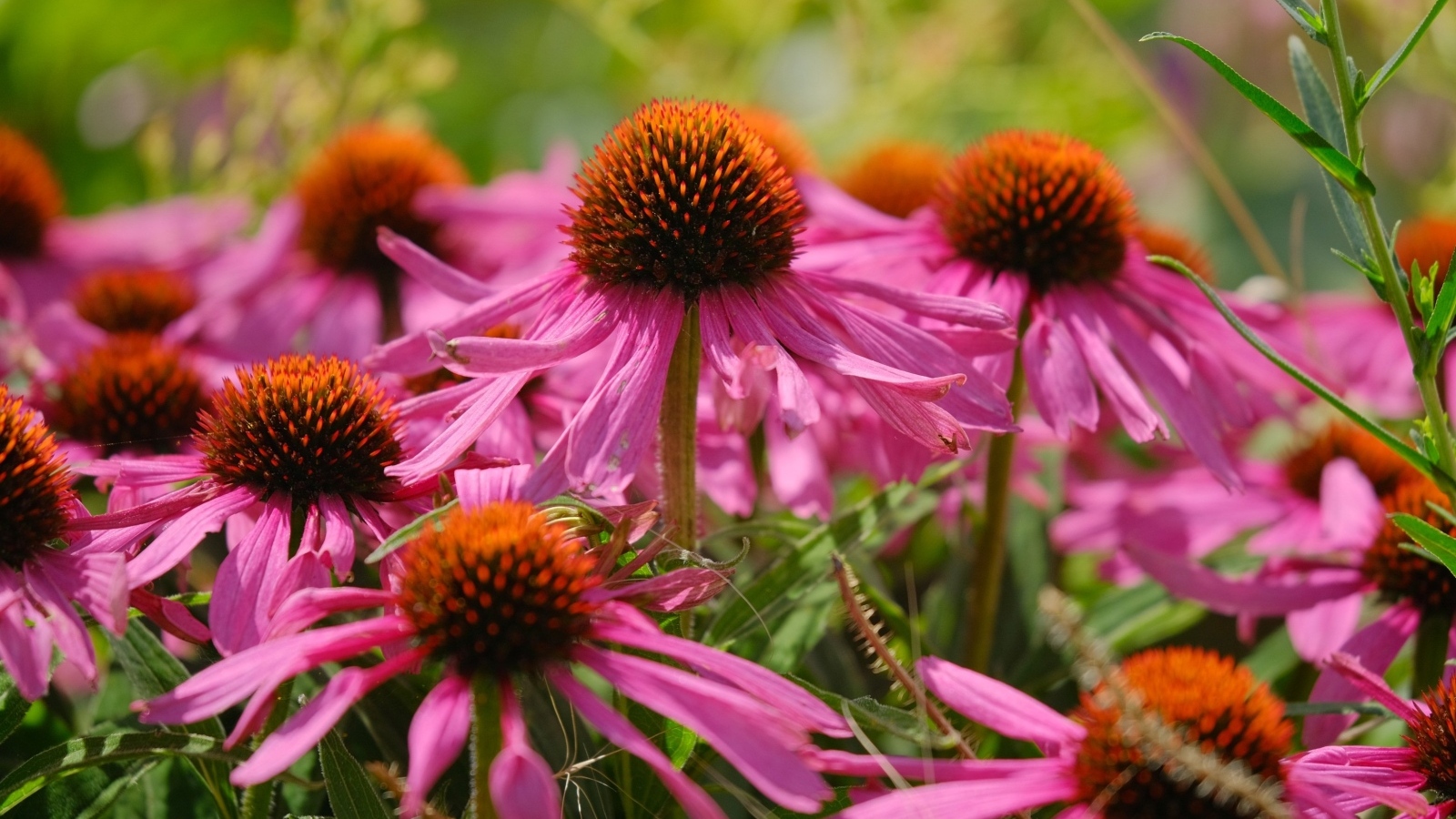 Красивые розовые цветы эхинацеи на клумбе