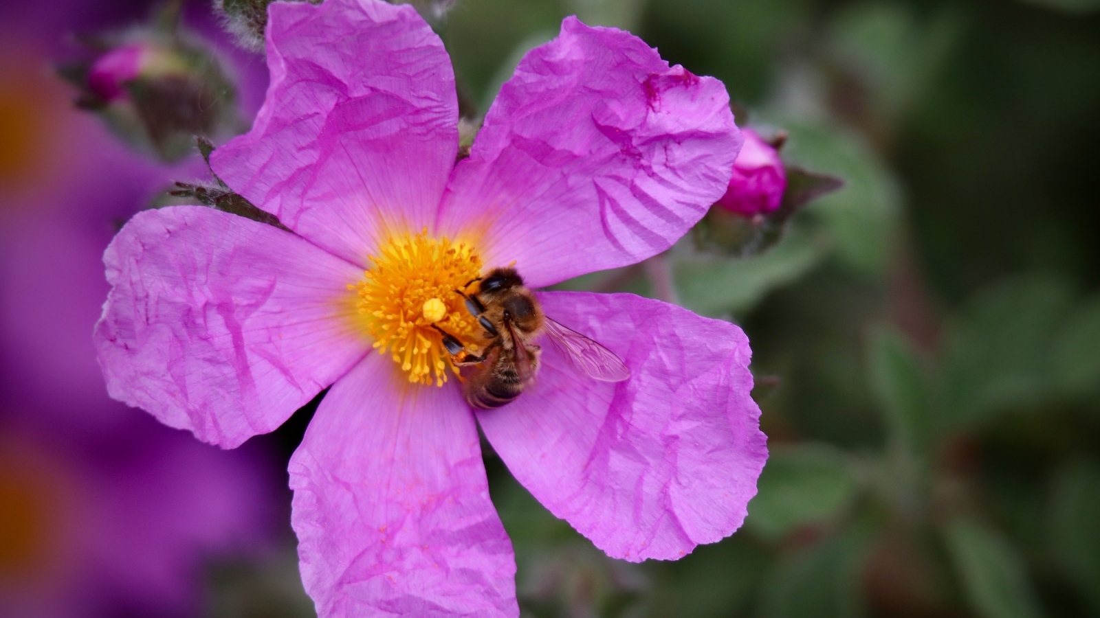 Красивый розовый садовый цветок с пчелой