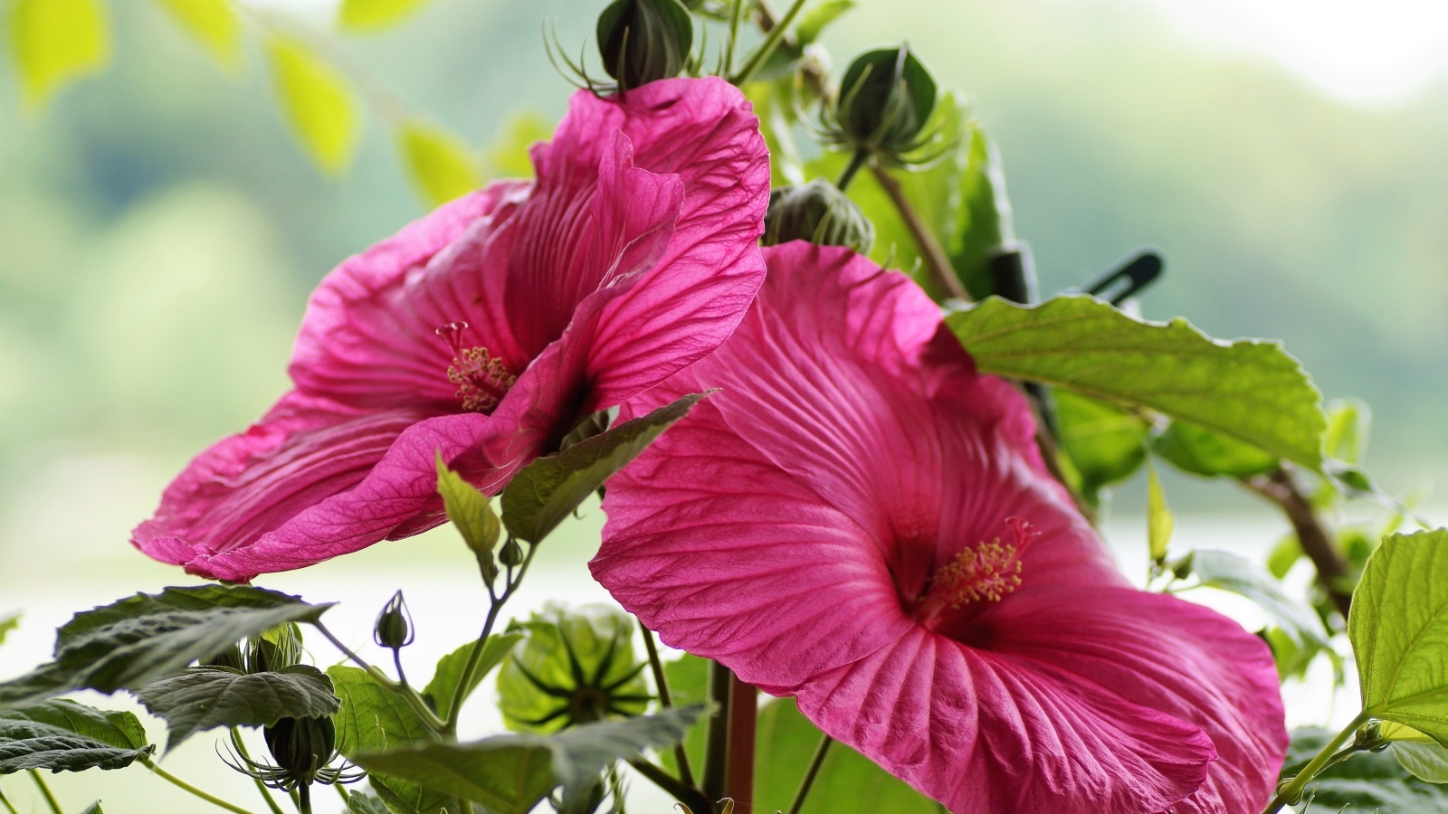 Красивый розовый цветок гибискуса