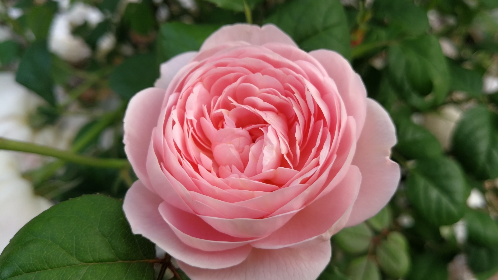 Красивая розовая пышная роза с зелеными листьями