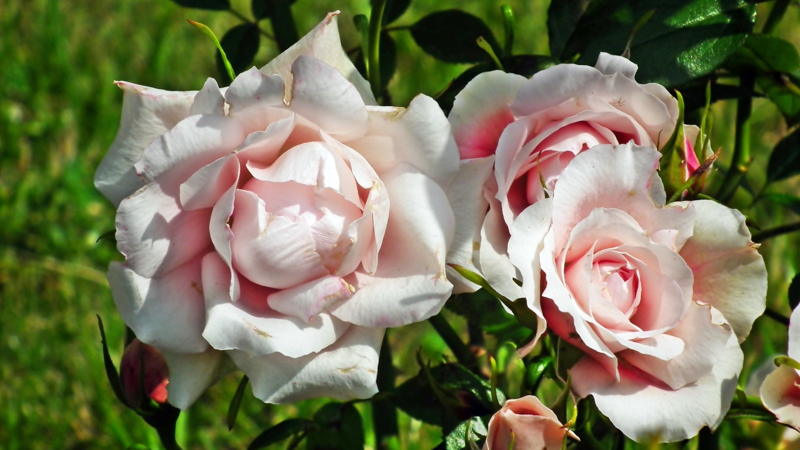 Красивые розовые парковые розы