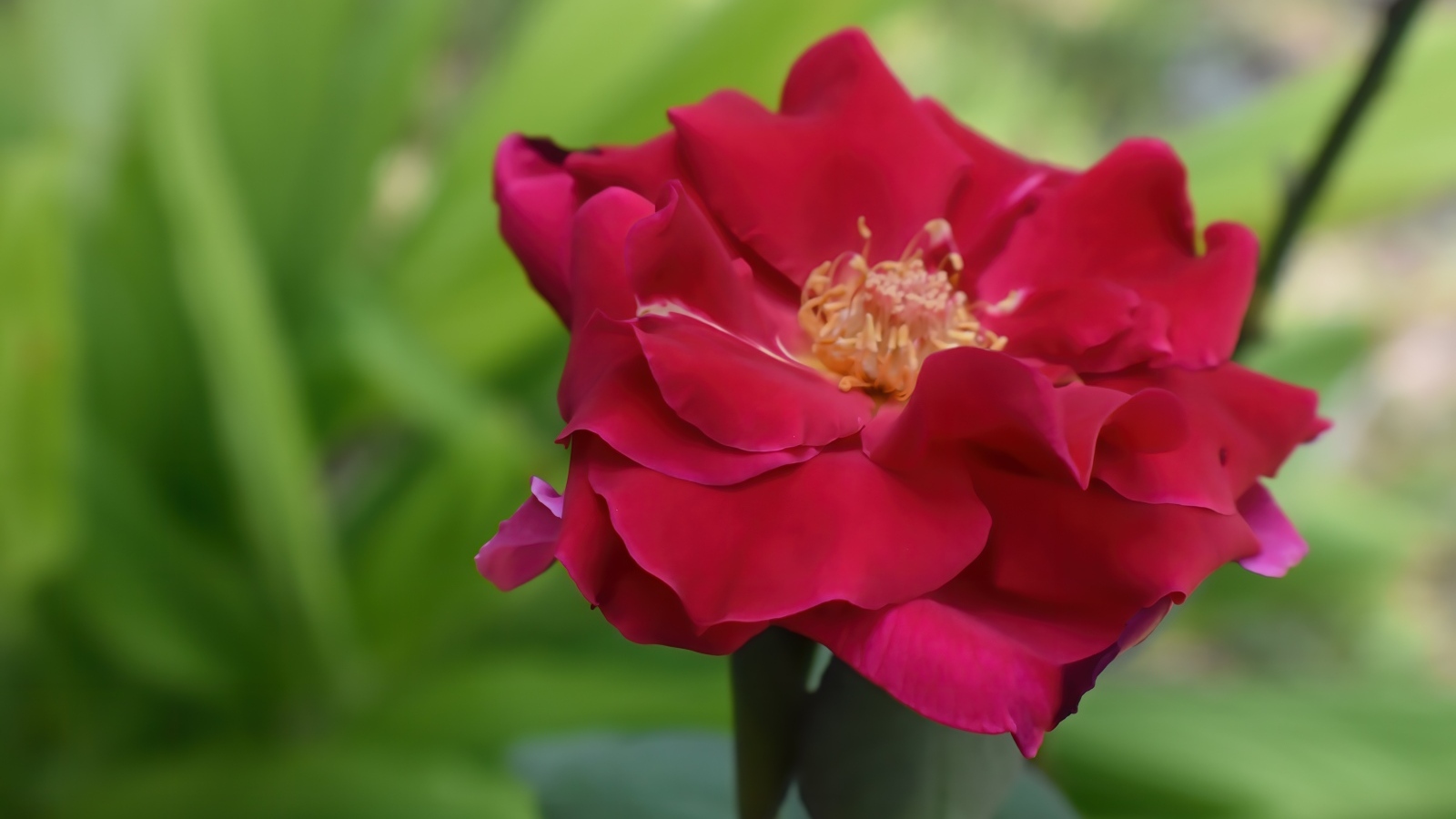 Красивая розовая роза крупным планом