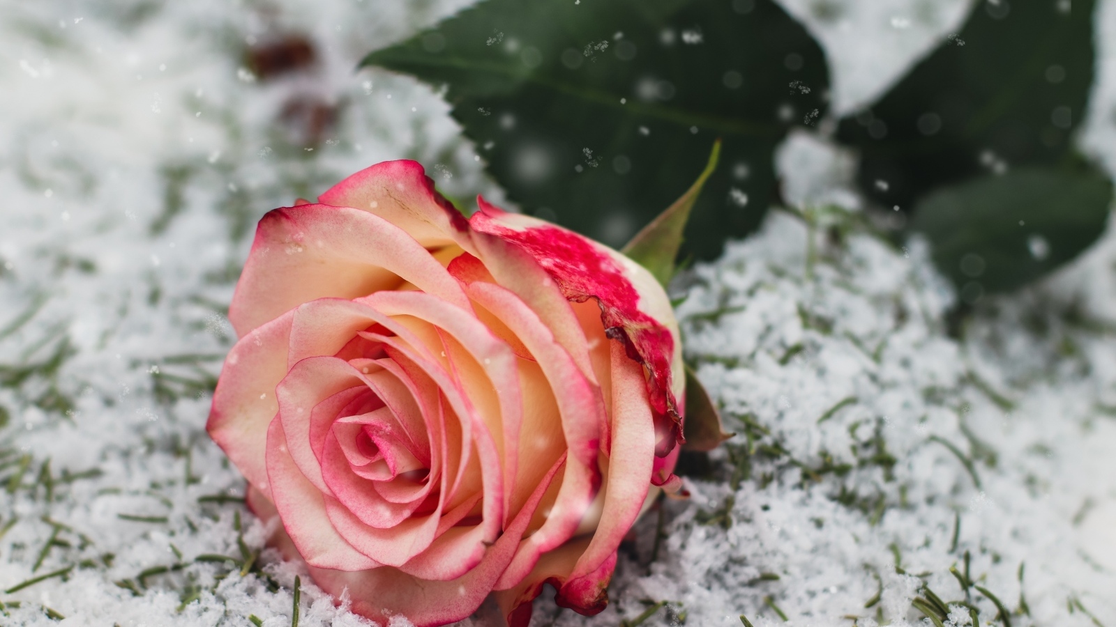 Красивая розовая роза на покрытой снегом траве
