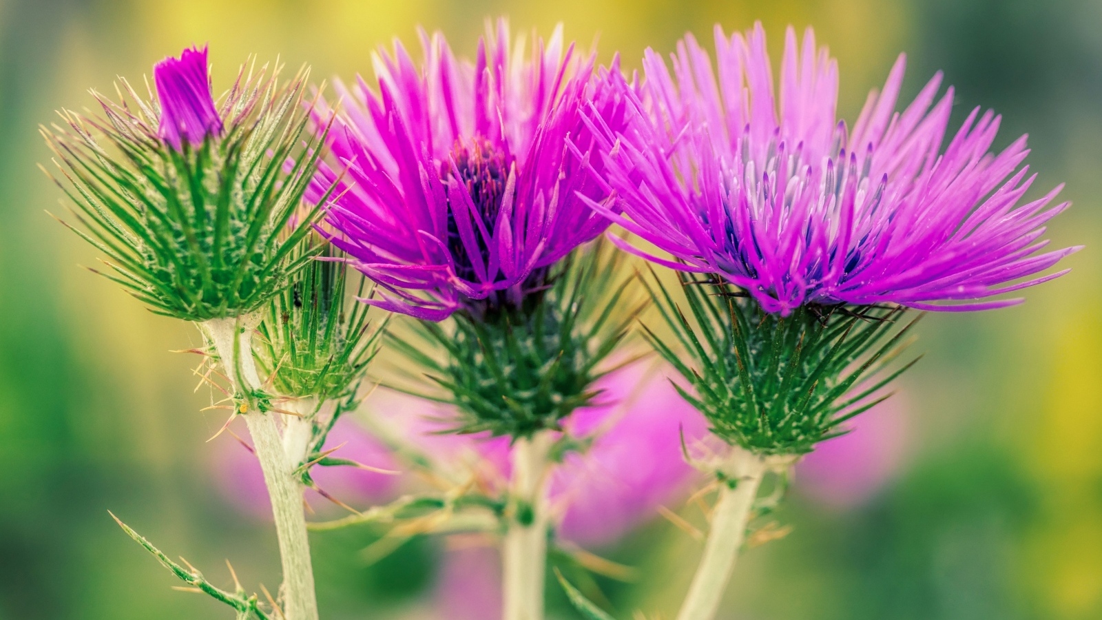 Красивые розовые цветы чертополоха