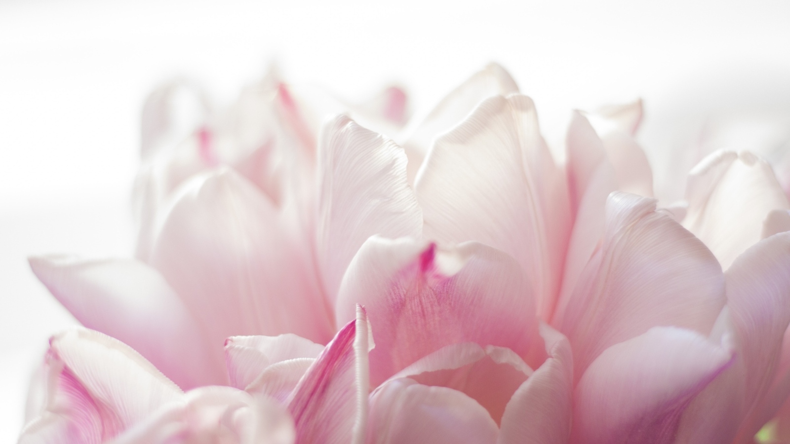 Красивые розовые лепестки тюльпана 