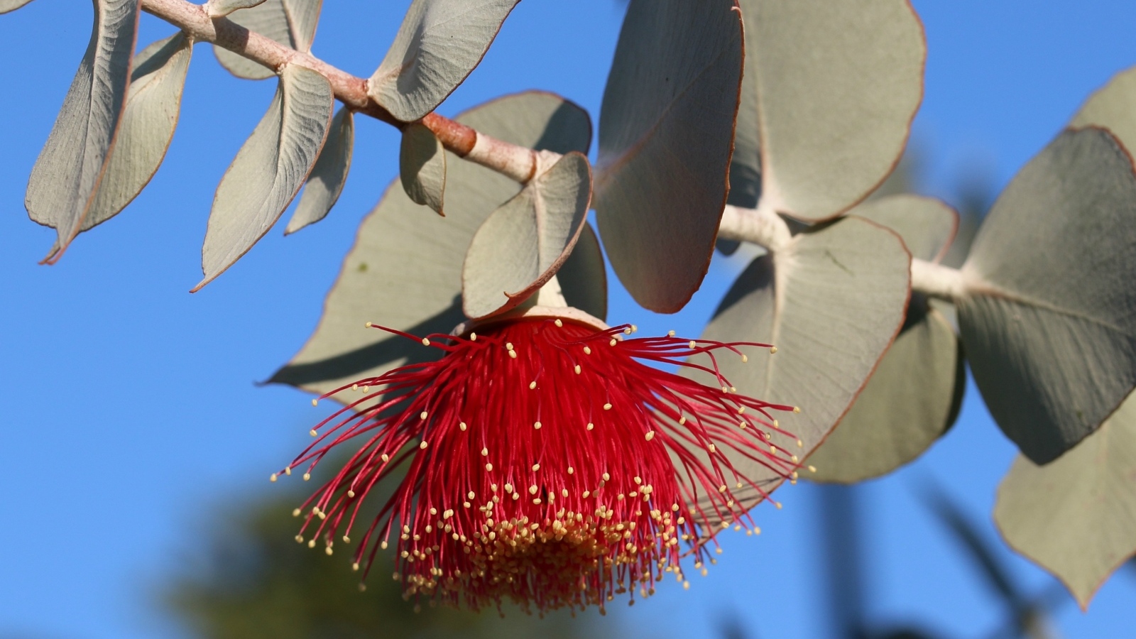 Красивый красный цветок эвкалипта с листьями