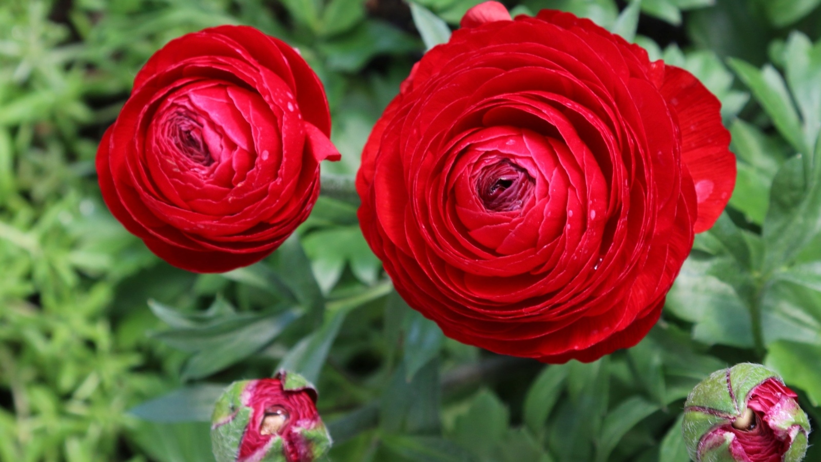 Красивые красные садовые лютики