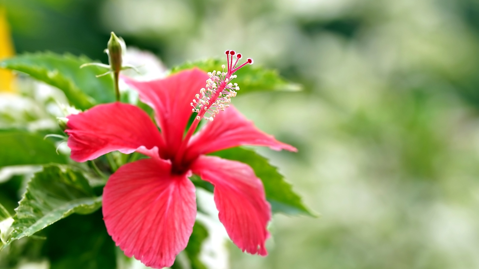 Красивый красный гибискус с бутонами и зелеными листьями