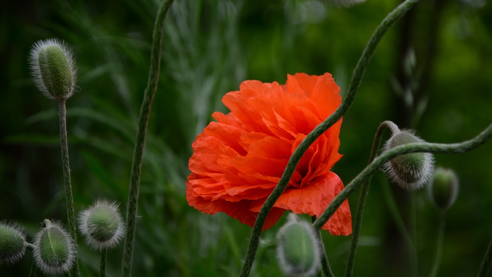 Красивый красный мак с бутонами крупным планом