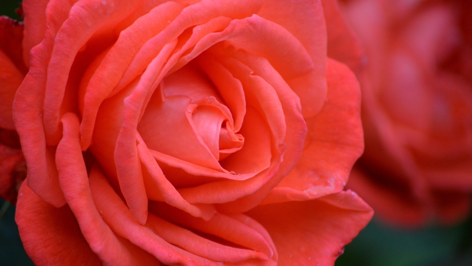 Цветок красивой красной розы крупным планом