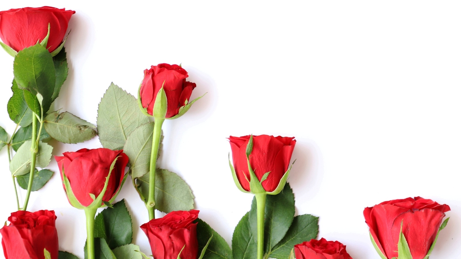 Красивые красные розы разложены на белом фоне