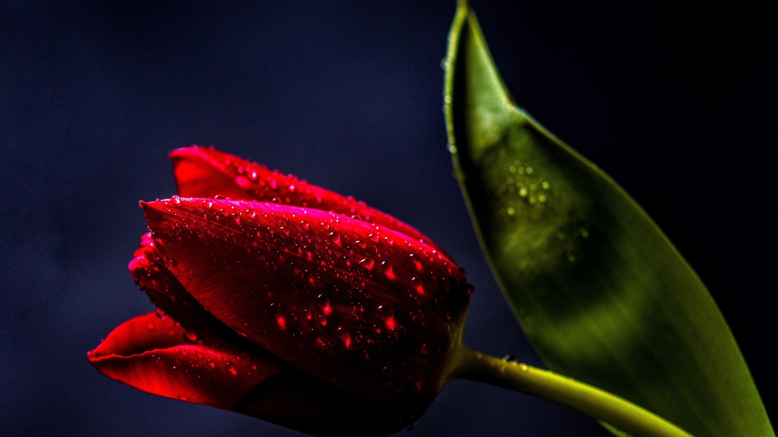 Красивый красный тюльпан с зеленым листом в каплях росы