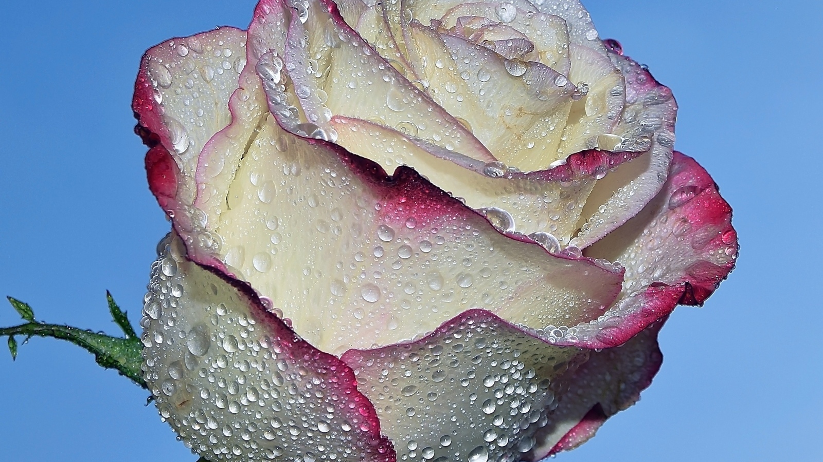 Красивая роза в каплях росы на голубом фоне