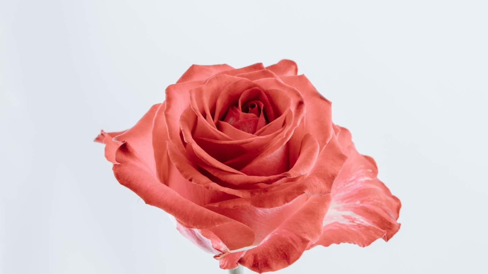 Красивая алая роза на сером фоне крупным планом