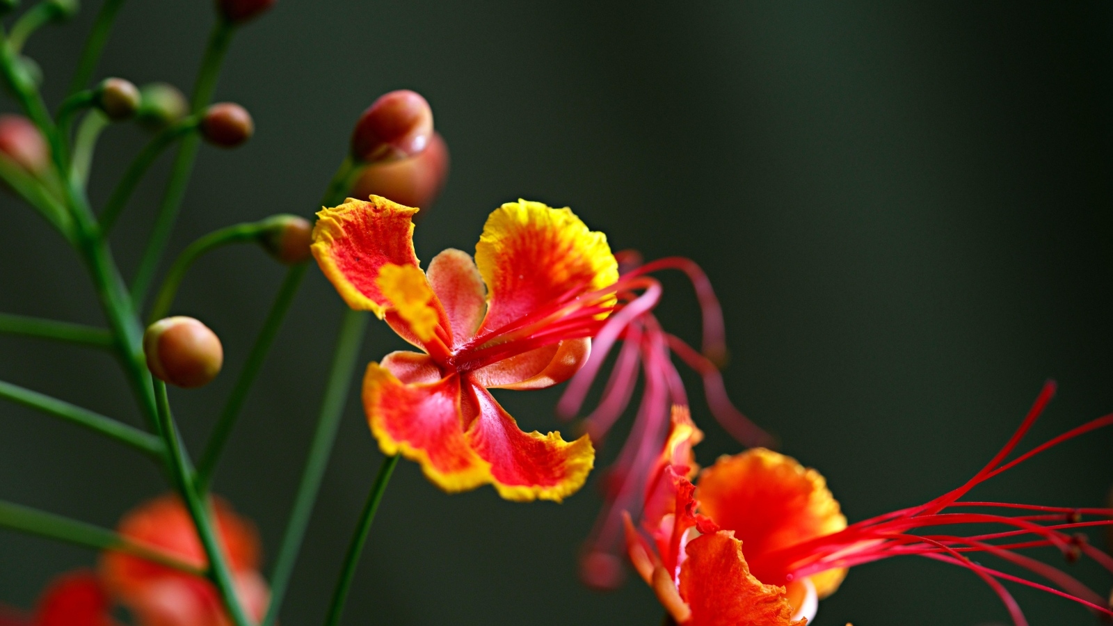 Красивые маленькие необычные цветы крупным планом